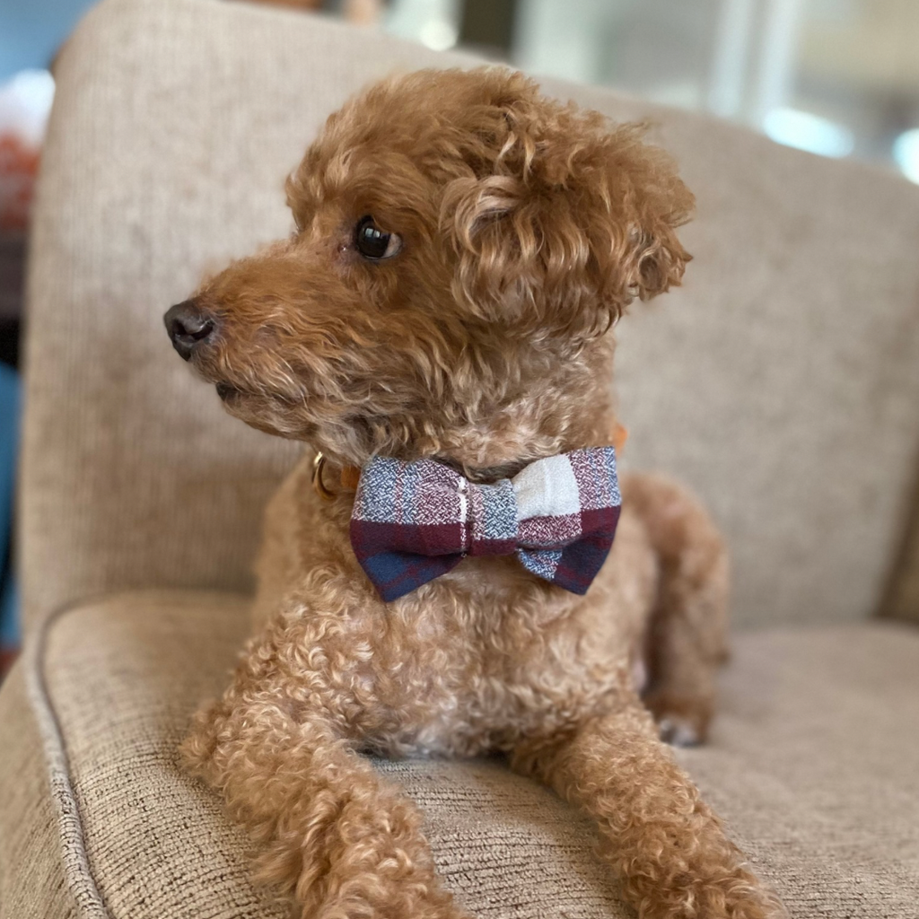 Dog Bow Tie