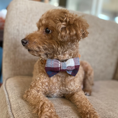 Dog Bow Tie